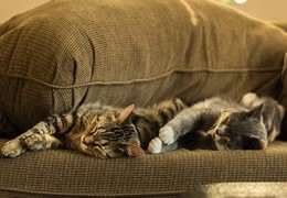Cats Placemats